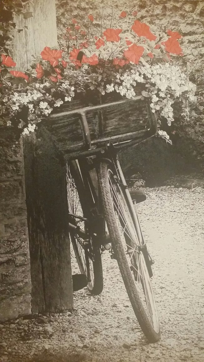 Black and White Bicycle w/ red flowers image